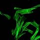 LED Fluorescent Biological Microscope
